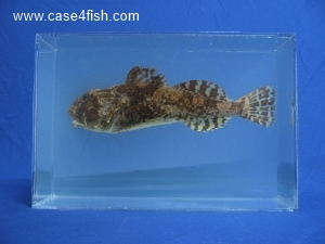 Foto Galerie/Perciformes/Cottoidei/Myoxocephalus scorpius/Myoxocephalus scorpius_02_S.jpg